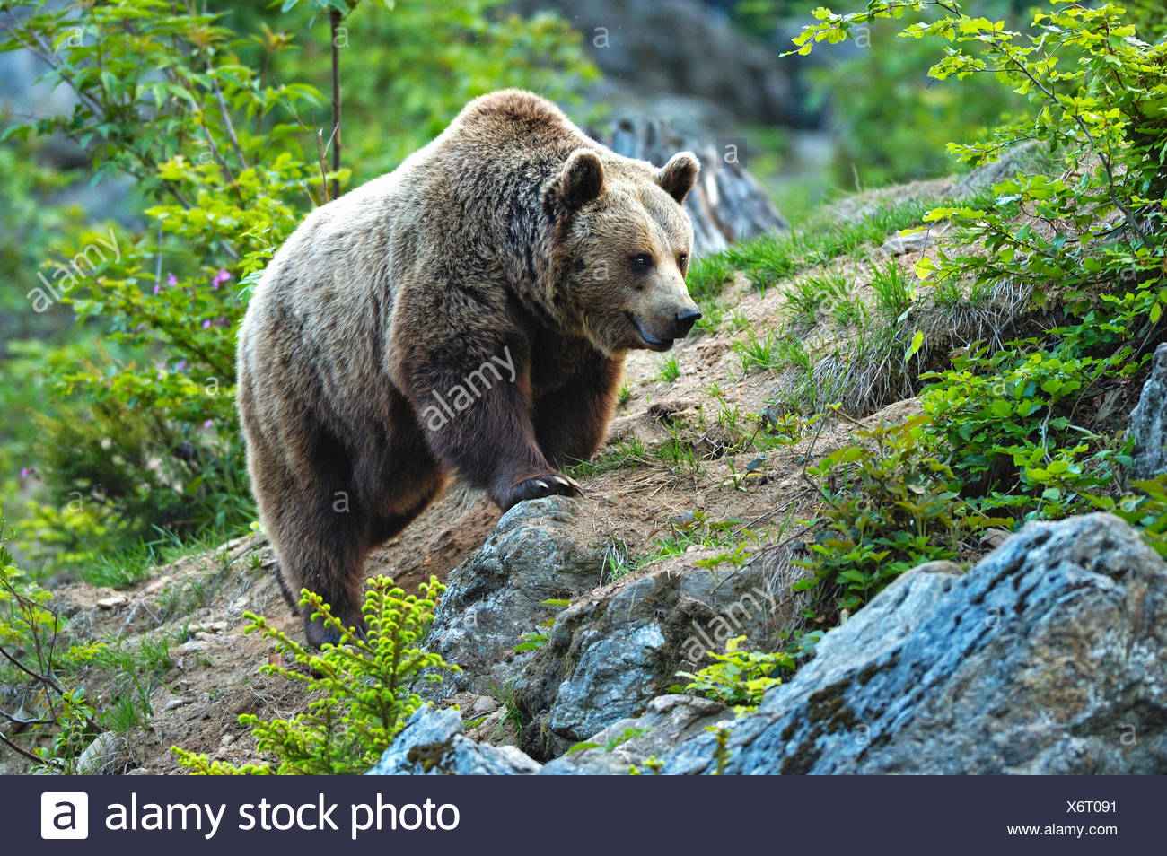 Животные Турции Фото