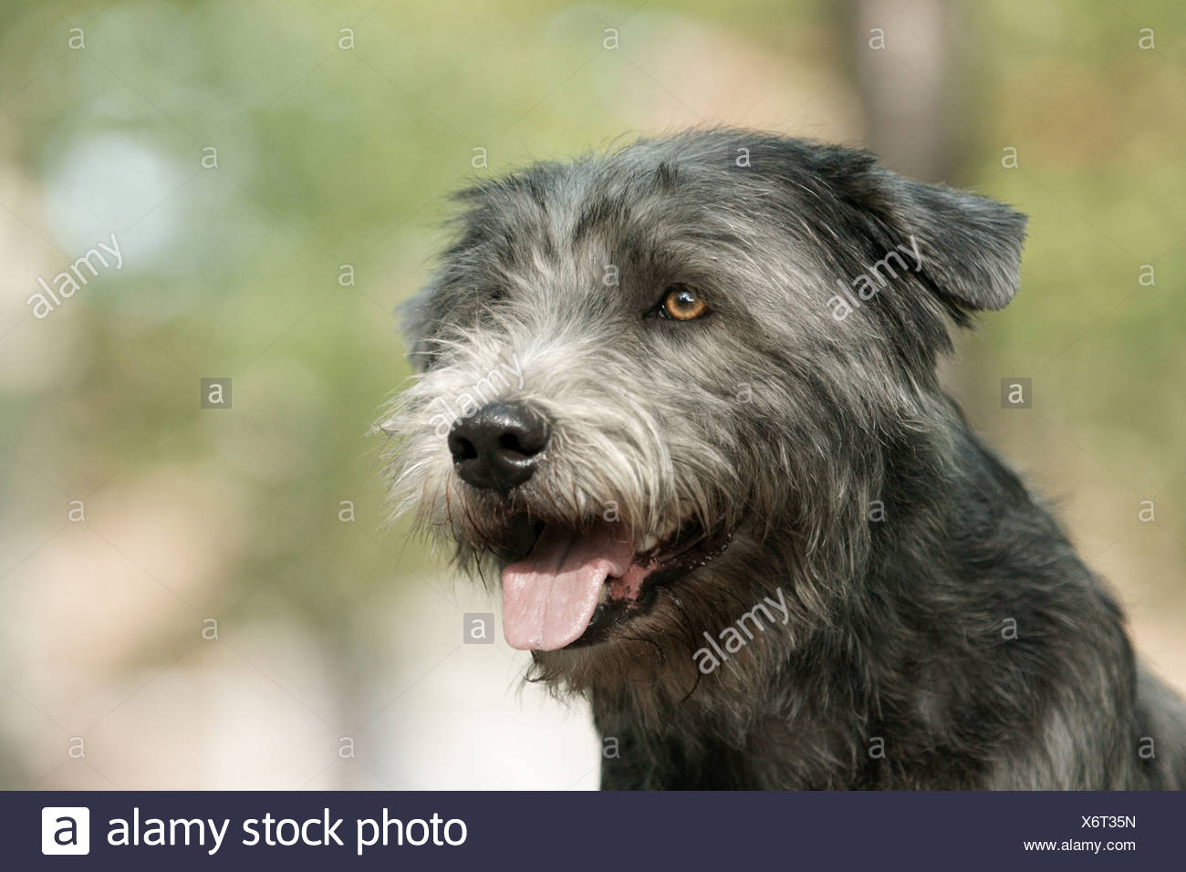 Irish Glen Of Imaal Terrier Portrait Stock Photo Alamy