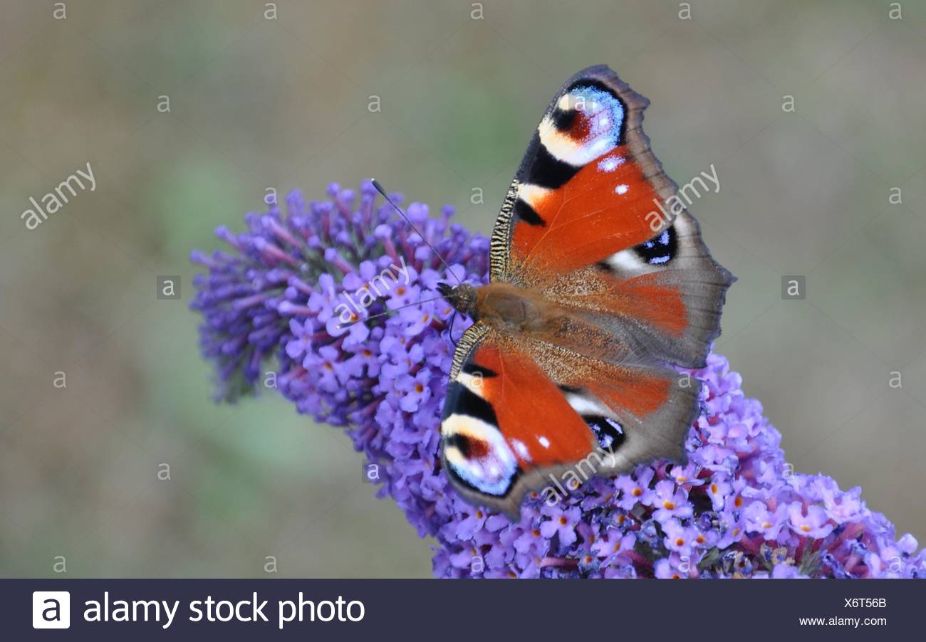 Schmetterlinge Im Bauch High Resolution Stock Photography And Images Alamy