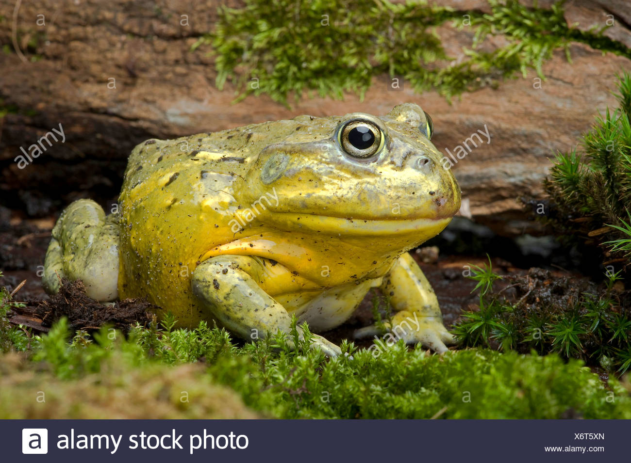 bull frogs dont sleep bull frogs dont sleep