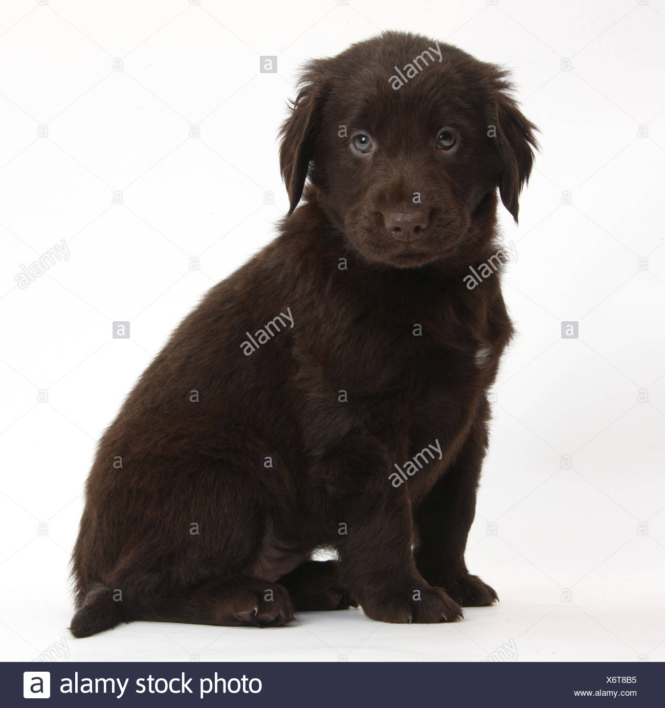Liver Flat Coated Retriever High Resolution Stock Photography and