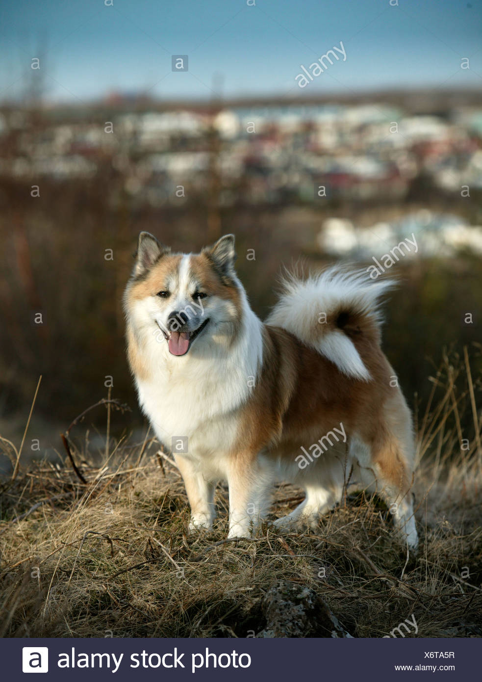Icelandic Sheep Dog Reykjavik Iceland Stock Photo Alamy