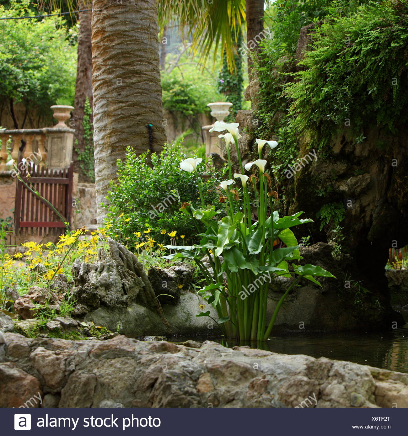 Arum Lily Pond High Resolution Stock Photography and Images Alamy