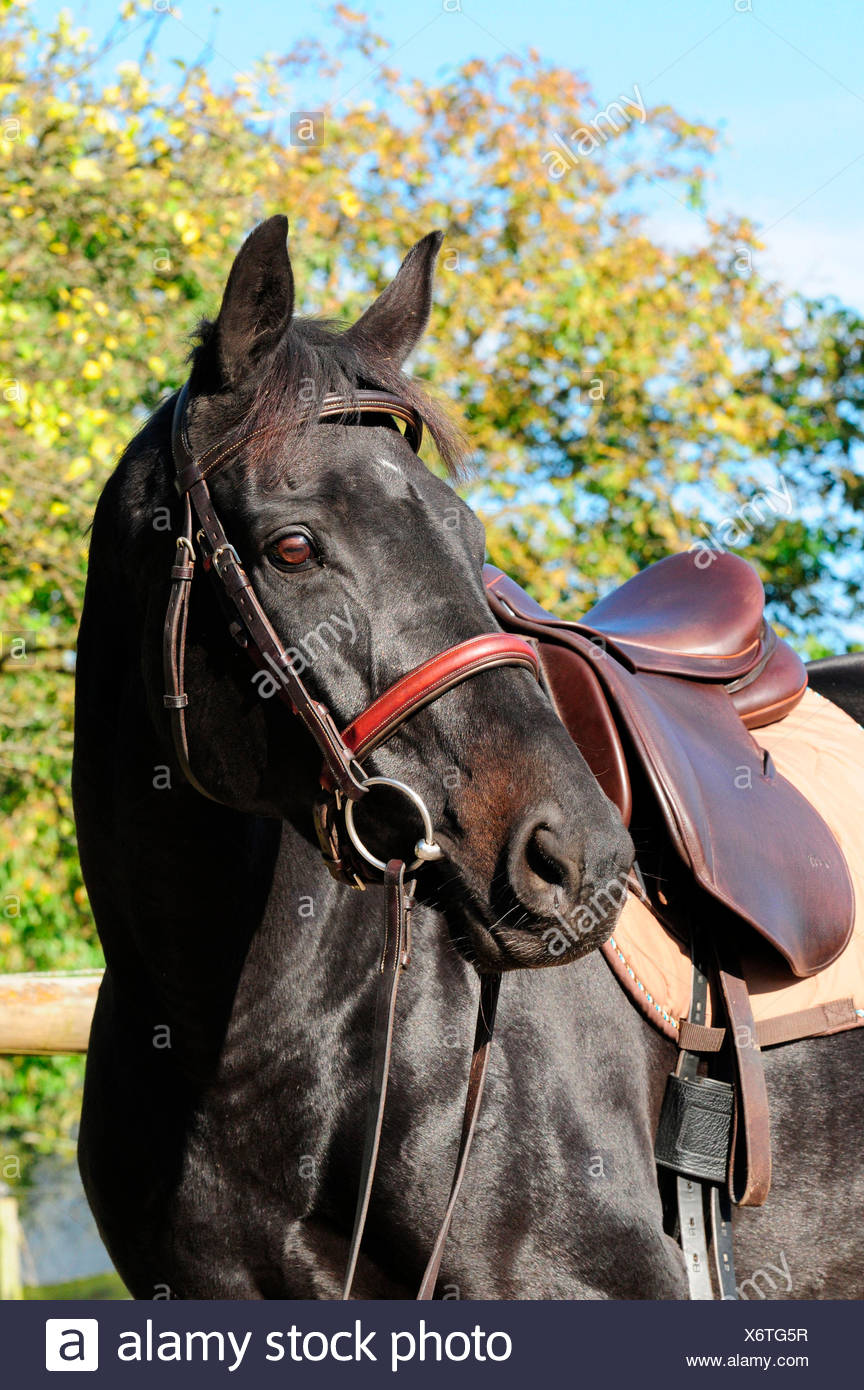 tack gear