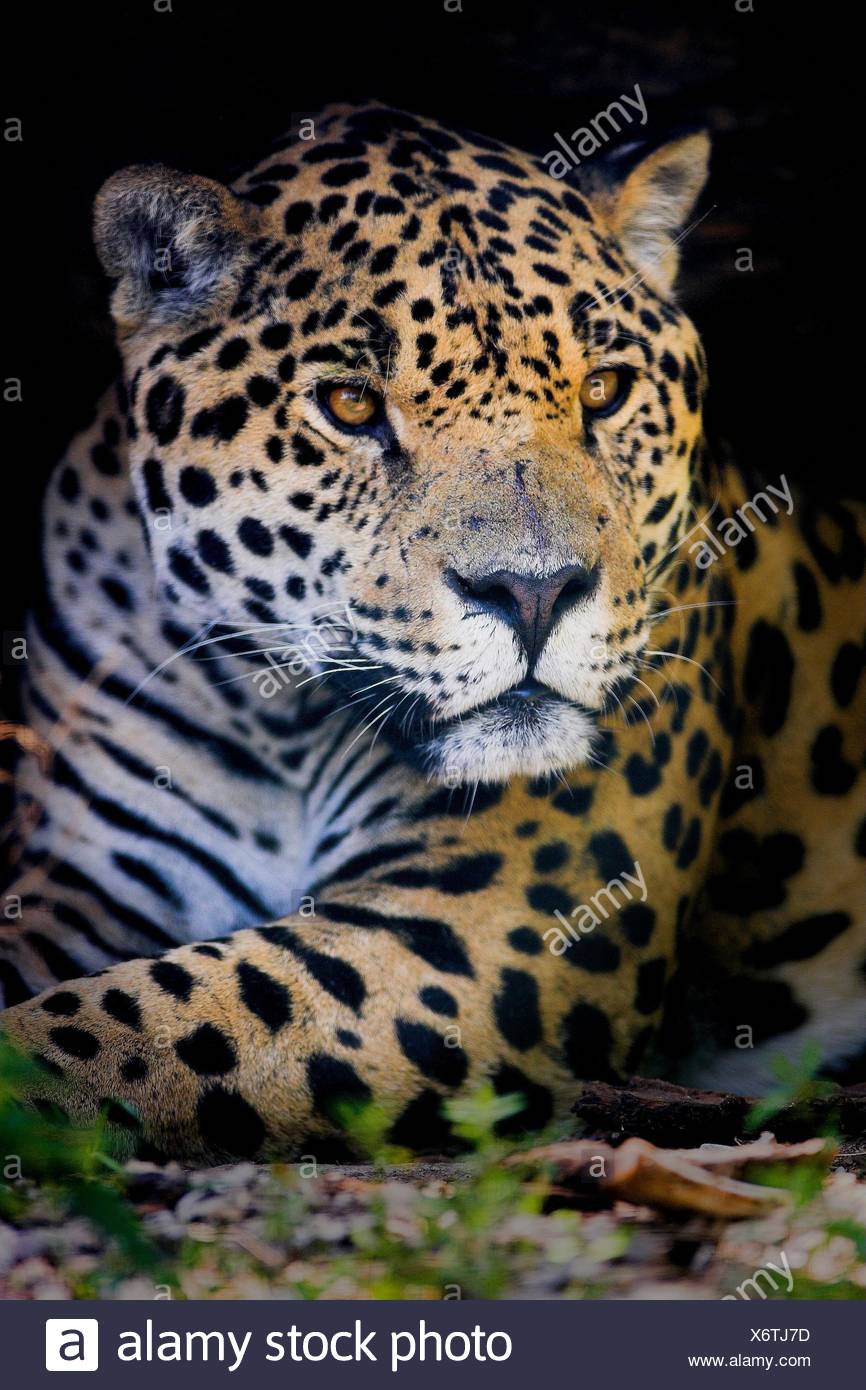 Black Jaguar Animal High Resolution Stock Photography and Images - Alamy
