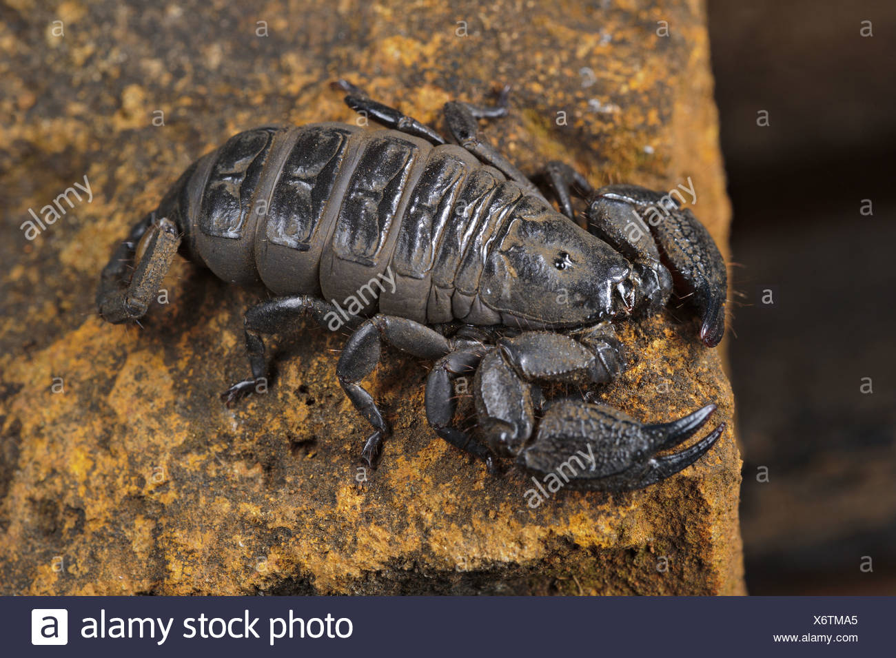 South African Scorpion Opisthacanthus Validus Adult On Rock Drakensberg South Africa Stock Photo Alamy South African Scorpion Opisthacanthus Validus Adult On Rock Drakensberg South Africa Stock Photo Alamy
