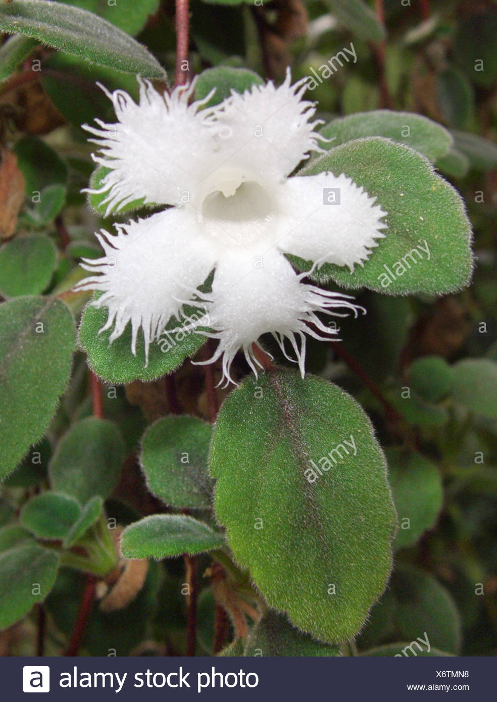 lace flower vine