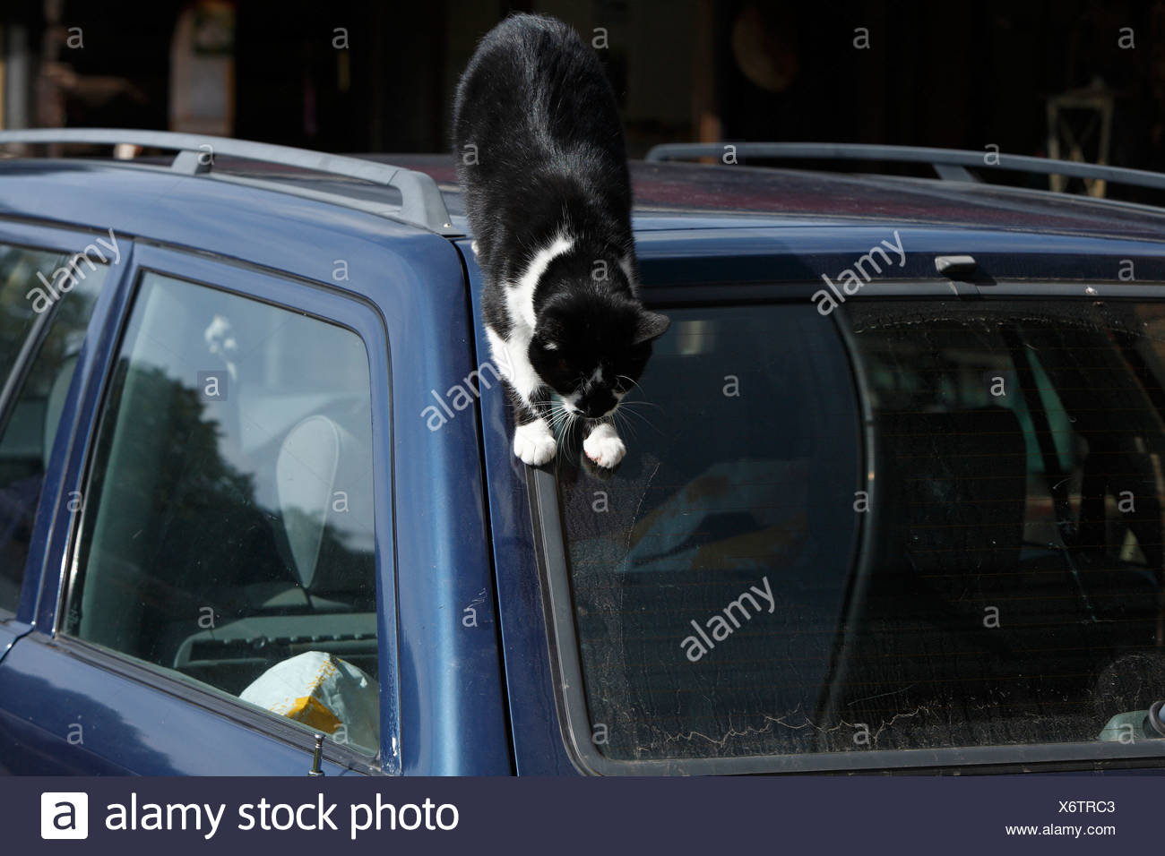 Domestic Cat House Cat European Shorthair Felis Silvestris F