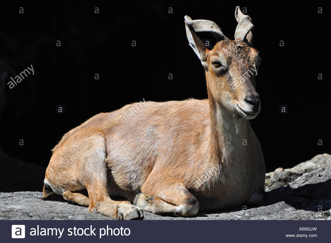 Antelopes Zoo Stock Photos & Antelopes Zoo Stock Images - Alamy