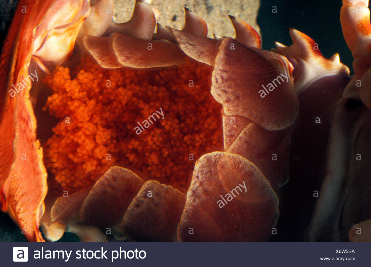 Lobster Eggs High Resolution Stock Photography and Images Alamy