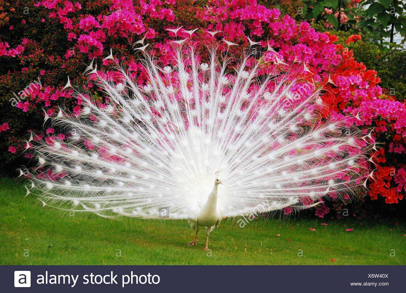 White Peacock Stock Photo Alamy