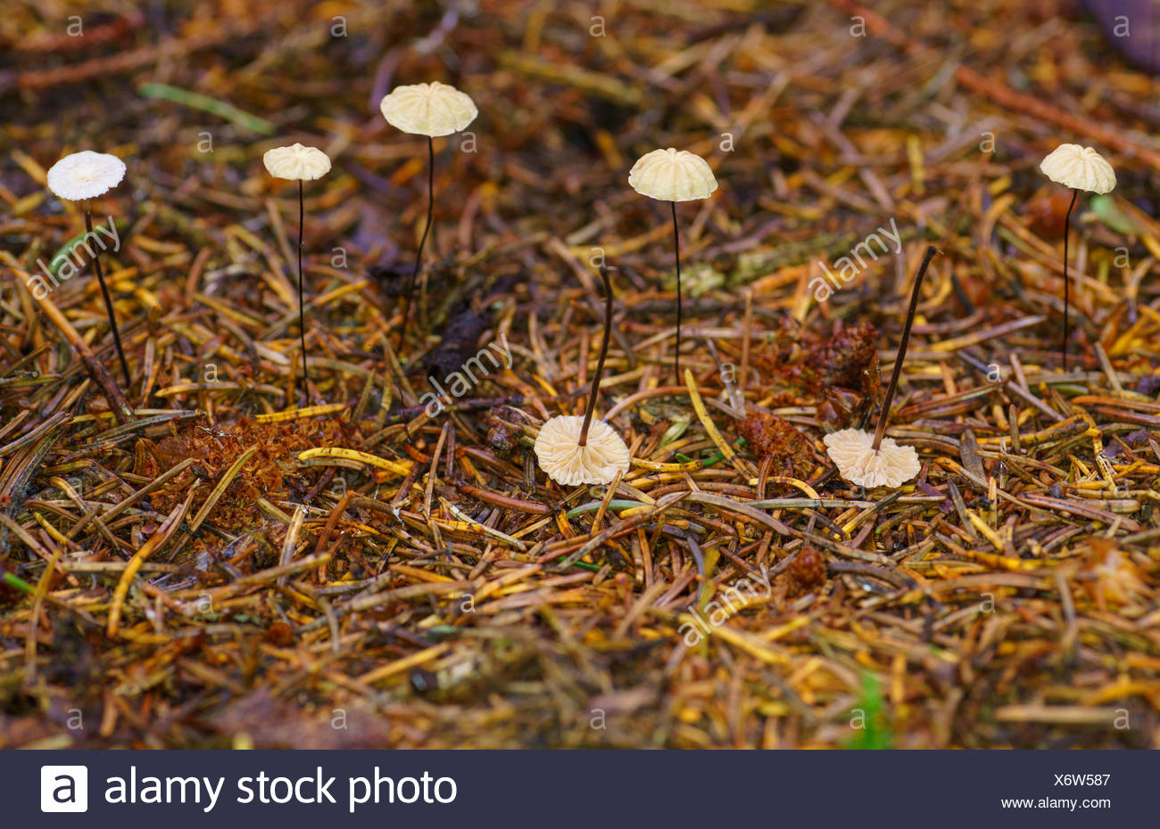 Androsaceus High Resolution Stock Photography And Images Alamy androsaceus-high-resolution-stock-photography-and-images-alamy