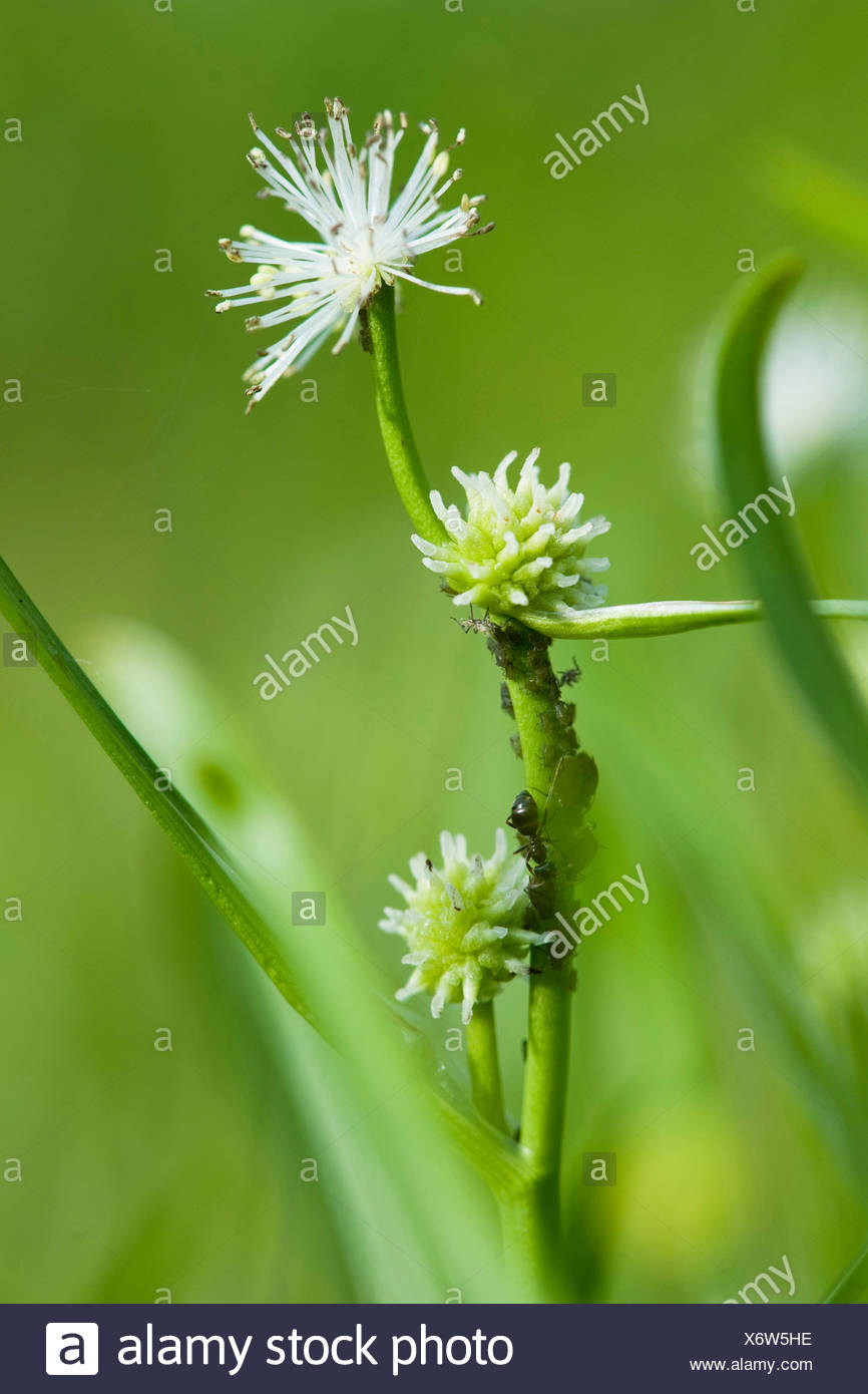Unisexual Flowers Stock Photos & Unisexual Flowers Stock Images Alamy