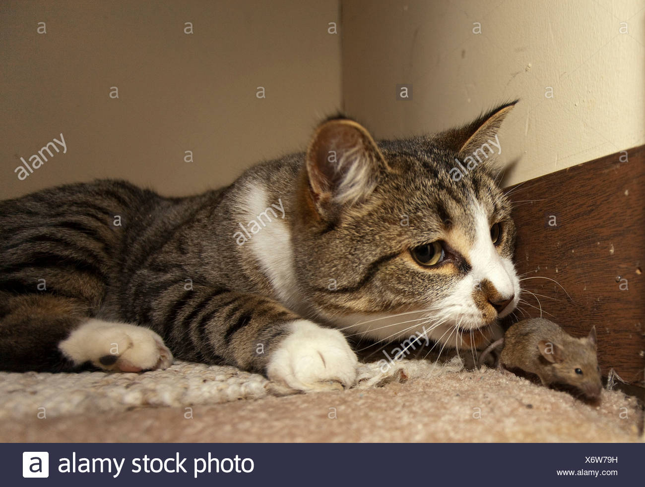 Cat Catching Mouse Stock Photos & Cat Catching Mouse Stock Images Alamy