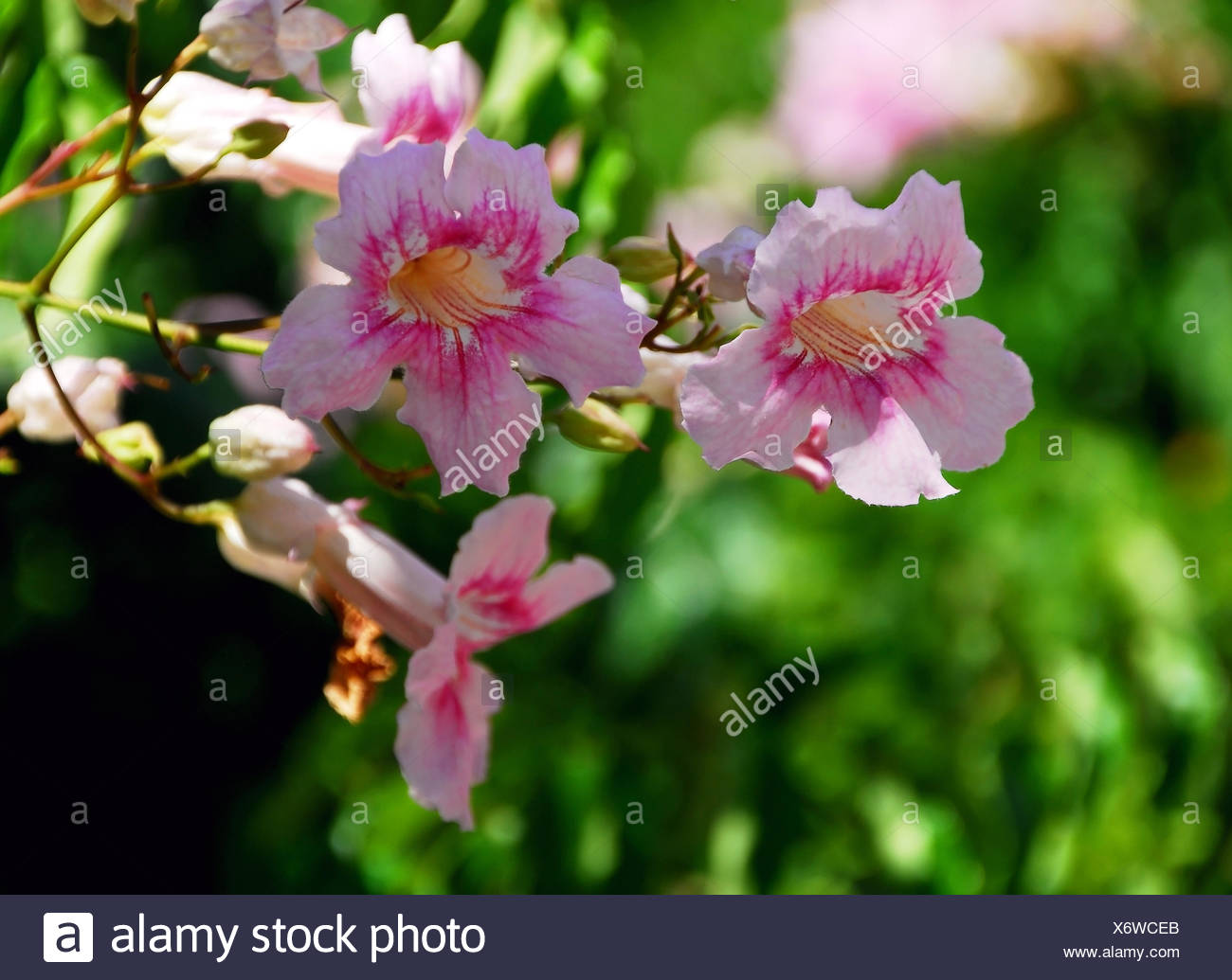 pink trumpet vine Stock Photo