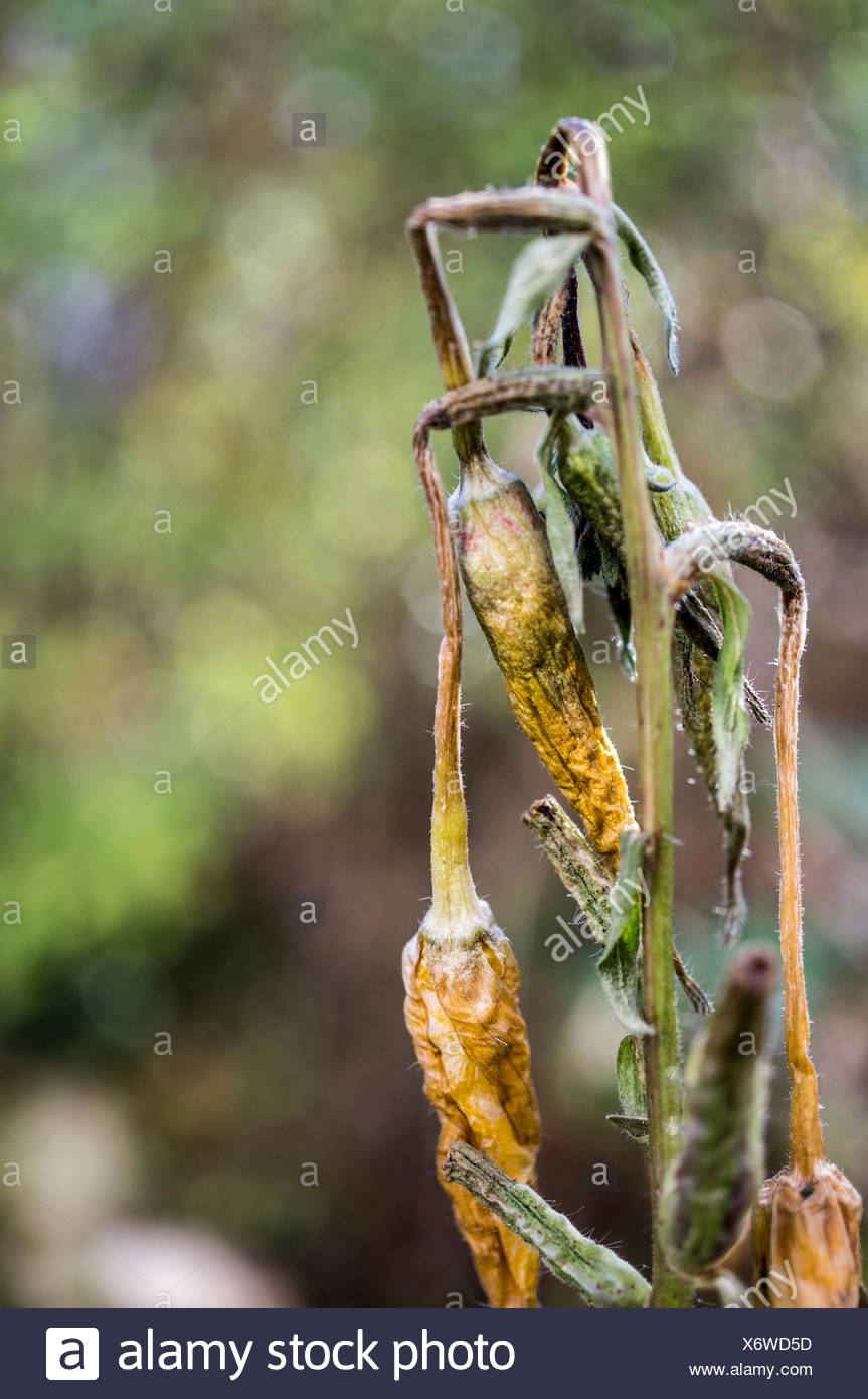 Wilting Plant Stock Photos & Wilting Plant Stock Images - Alamy