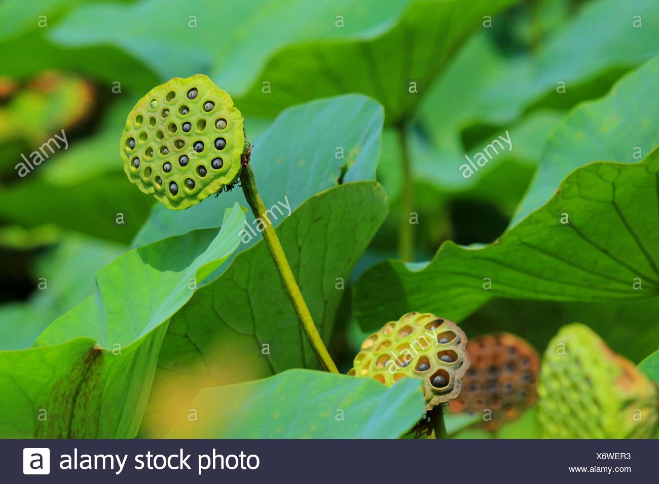 Lotus Roots High Resolution Stock Photography and Images Alamy