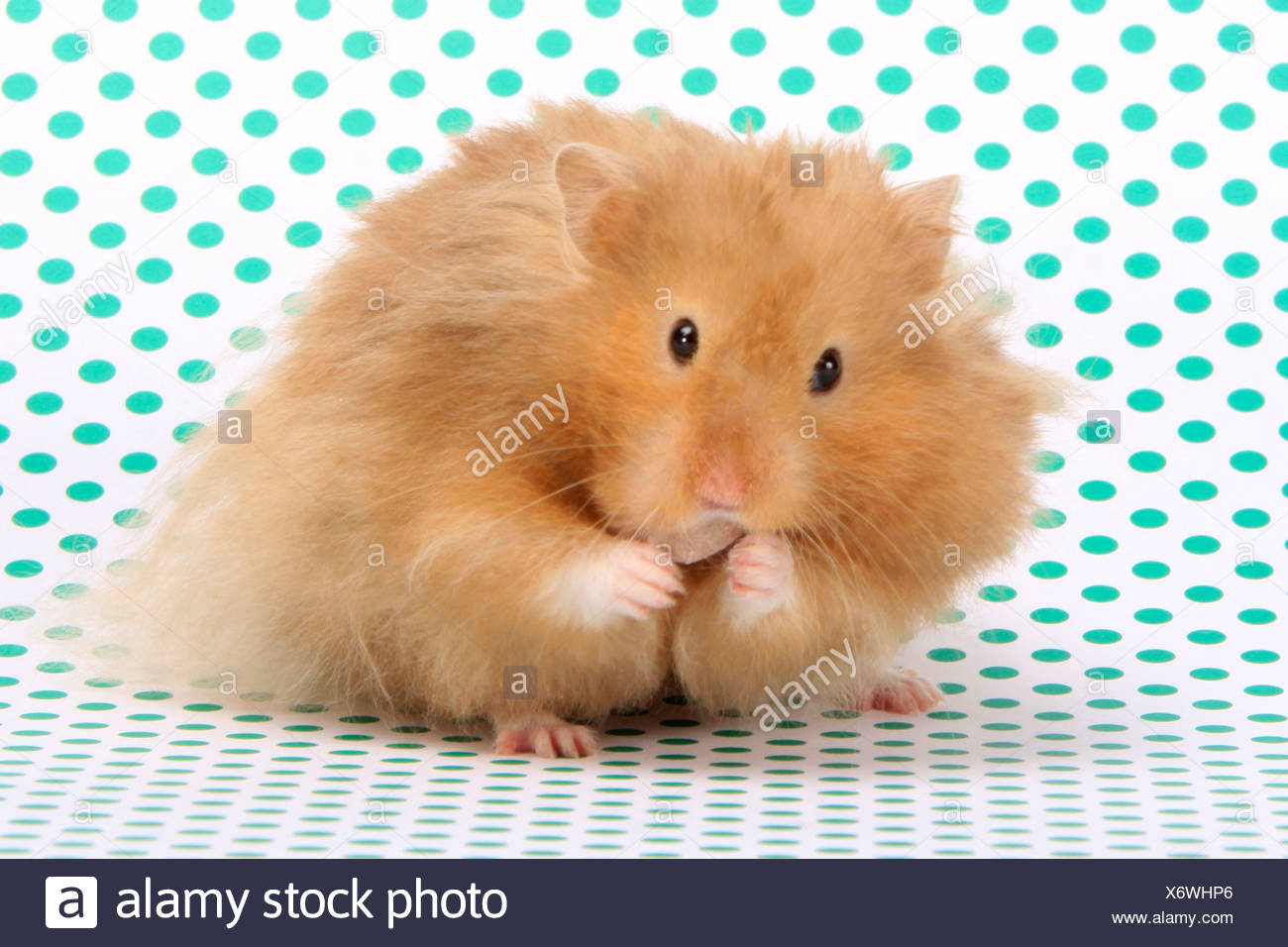 Teddy Bear Hamster High Resolution Stock Photography And Images Alamy Teddy Bear Hamster High Resolution Stock Photography And Images Alamy