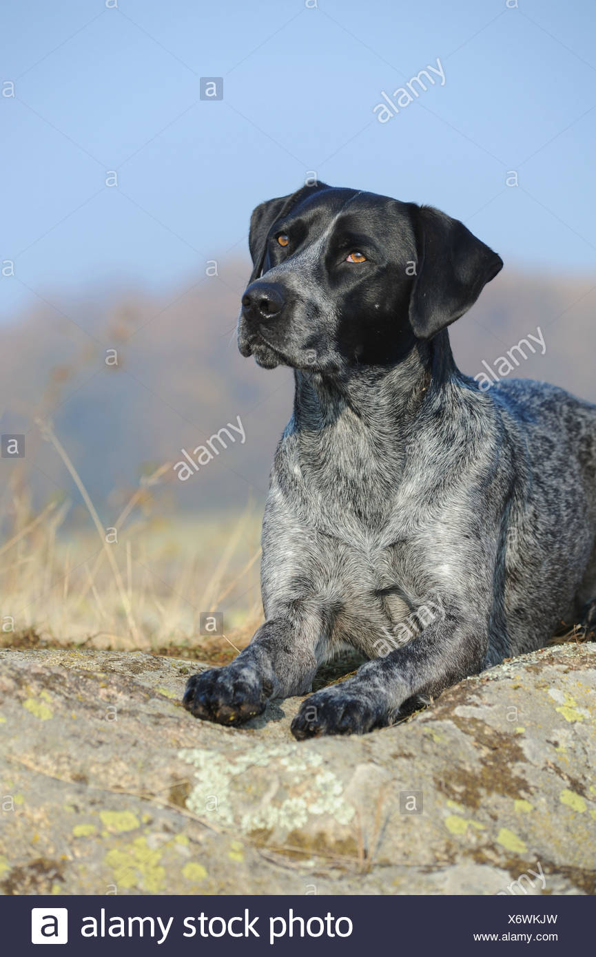 White Lab Red Heeler Mix Adult Australian Cattle Dog Lab Mix