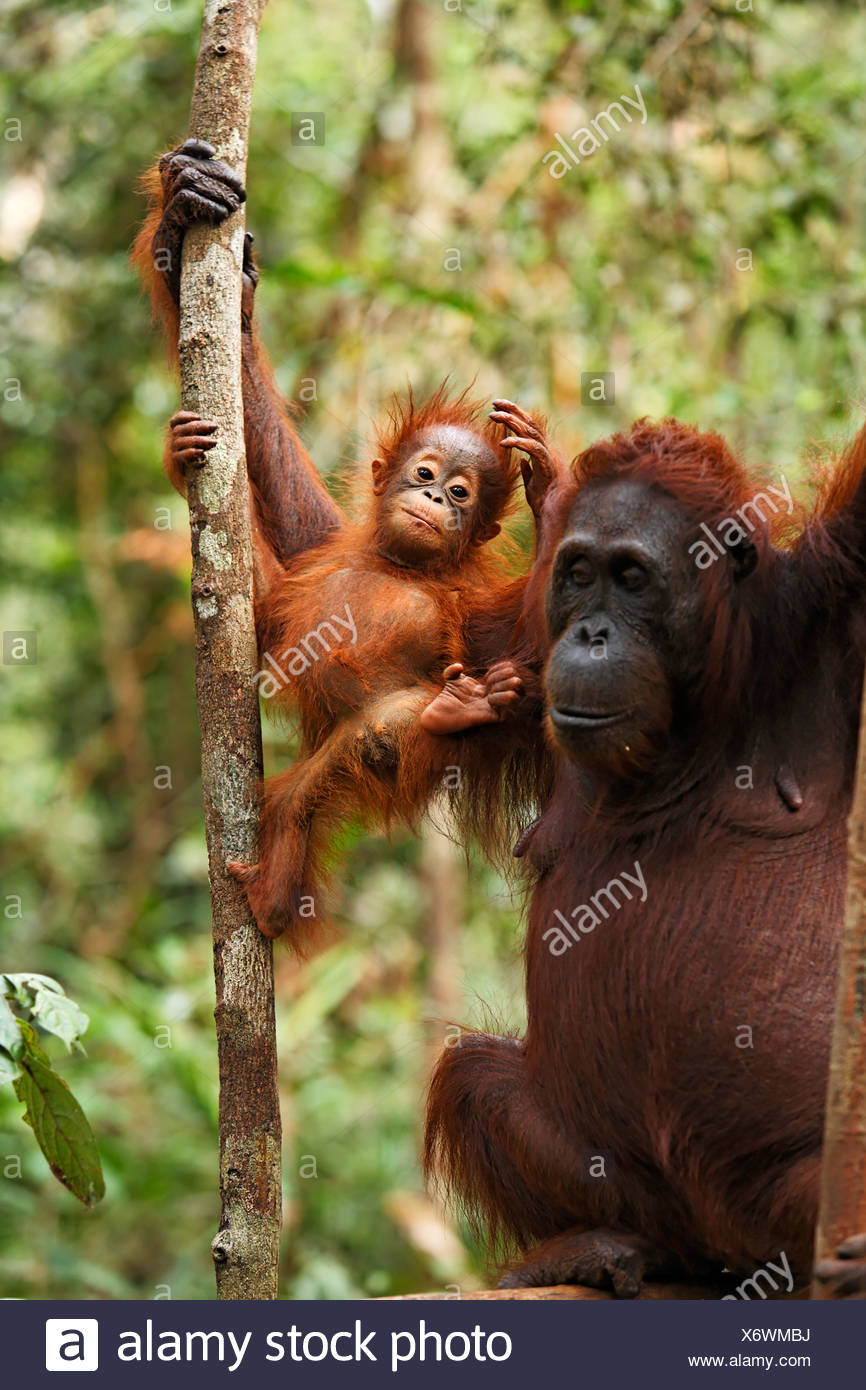 Orang Utan Pongo Pygmaeus In Tanjung Putting National Park Orang Utan Pongo Pygmaeus In Tanjung Putting National Park
