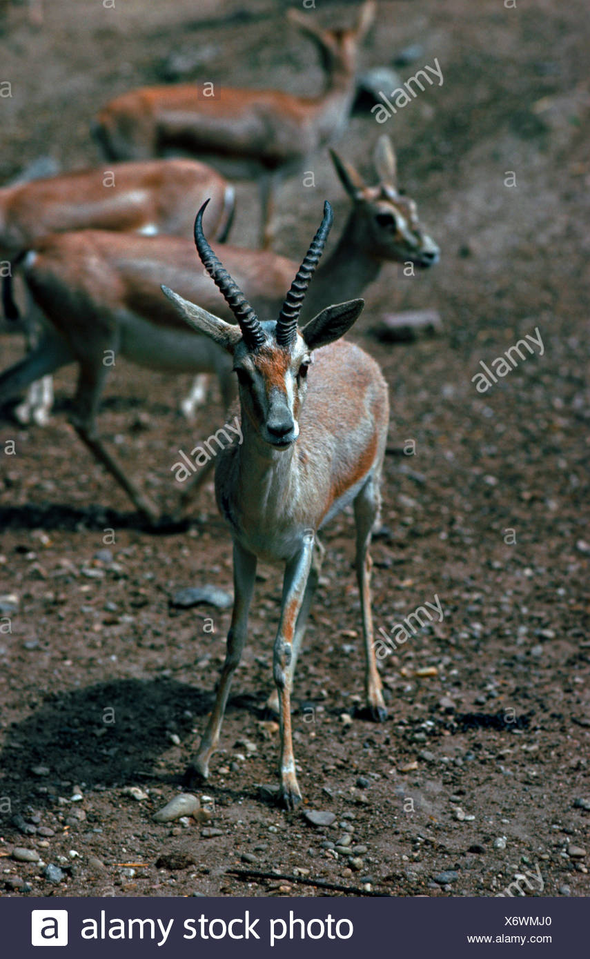 Sand Gazelle High Resolution Stock Photography and Images - Alamy