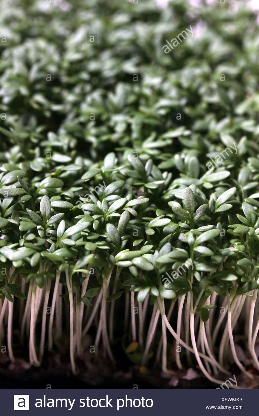 Cress Plant Stock Photos & Cress Plant Stock Images - Alamy