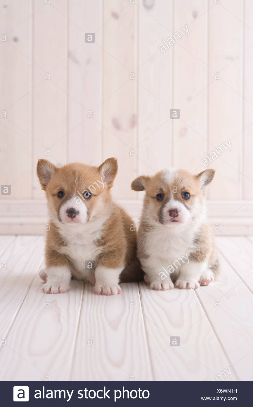 Welsh Corgi Sitting High Resolution Stock Photography and Images - Alamy
