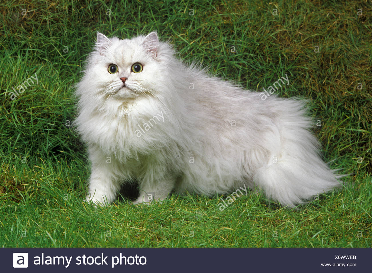 Chinchilla Persian Domestic Cat On Grass Stock Photo 279622627