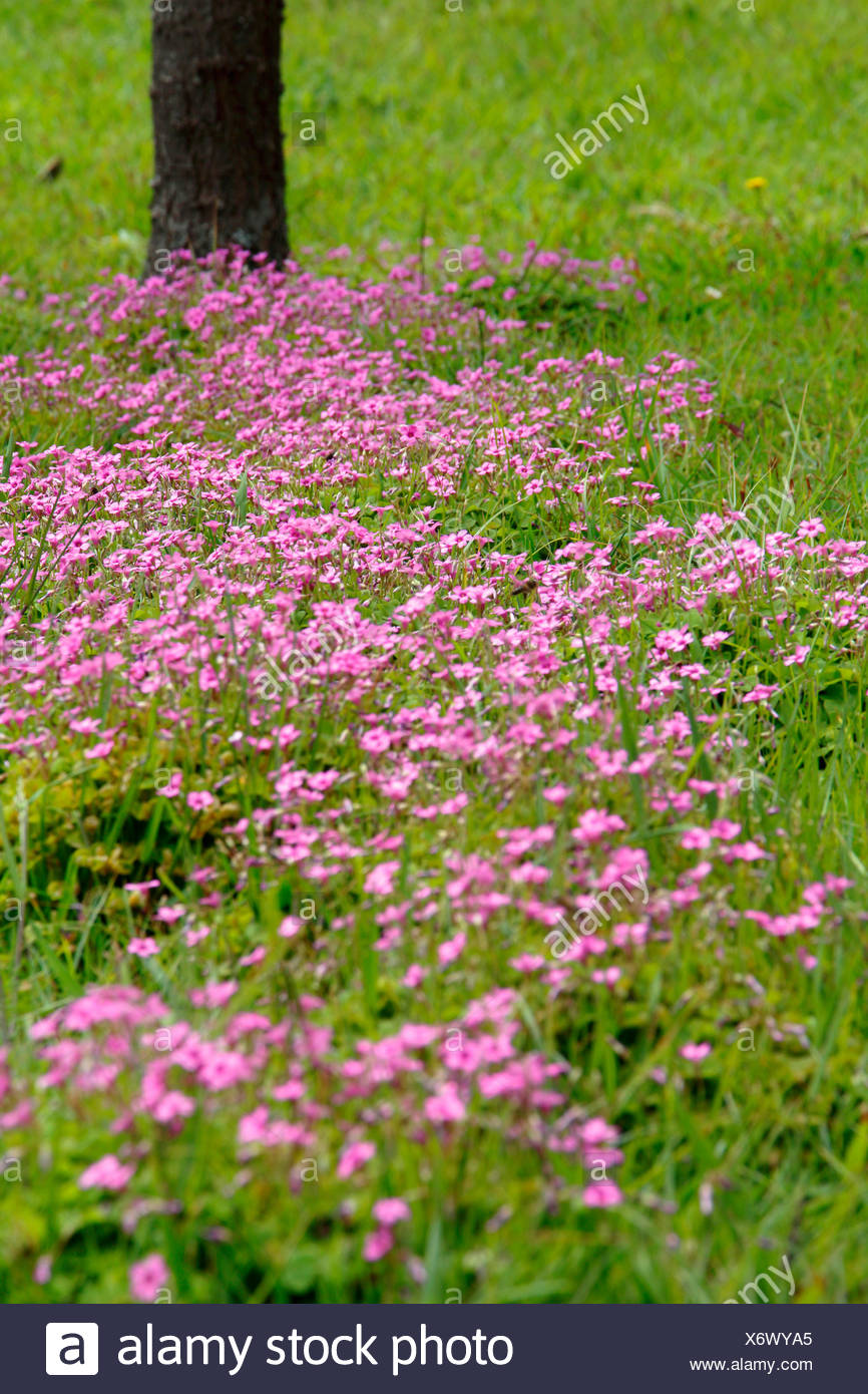 Pink Sorrel Windowbox Wood Sorrel Oxalis Articulata Flower Field And Tree Portugal Azores Stock Photo Alamy Pink Sorrel Windowbox Wood Sorrel Oxalis Articulata Flower Field And Tree Portugal Azores Stock Photo Alamy