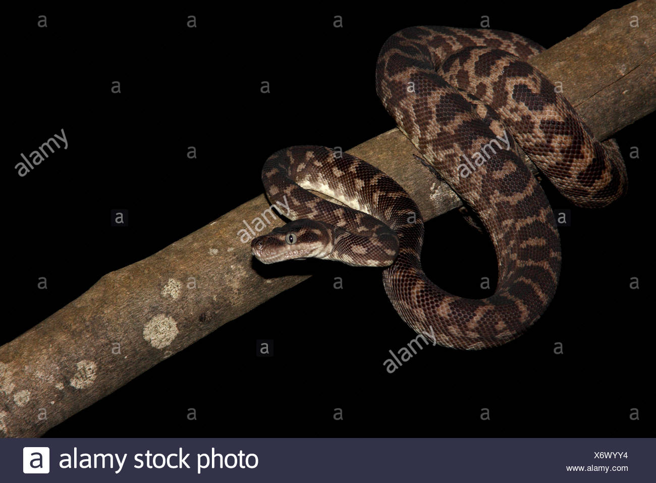 Rough Scaled Python Morelia Carinata Stock Photo 279624552 Alamy