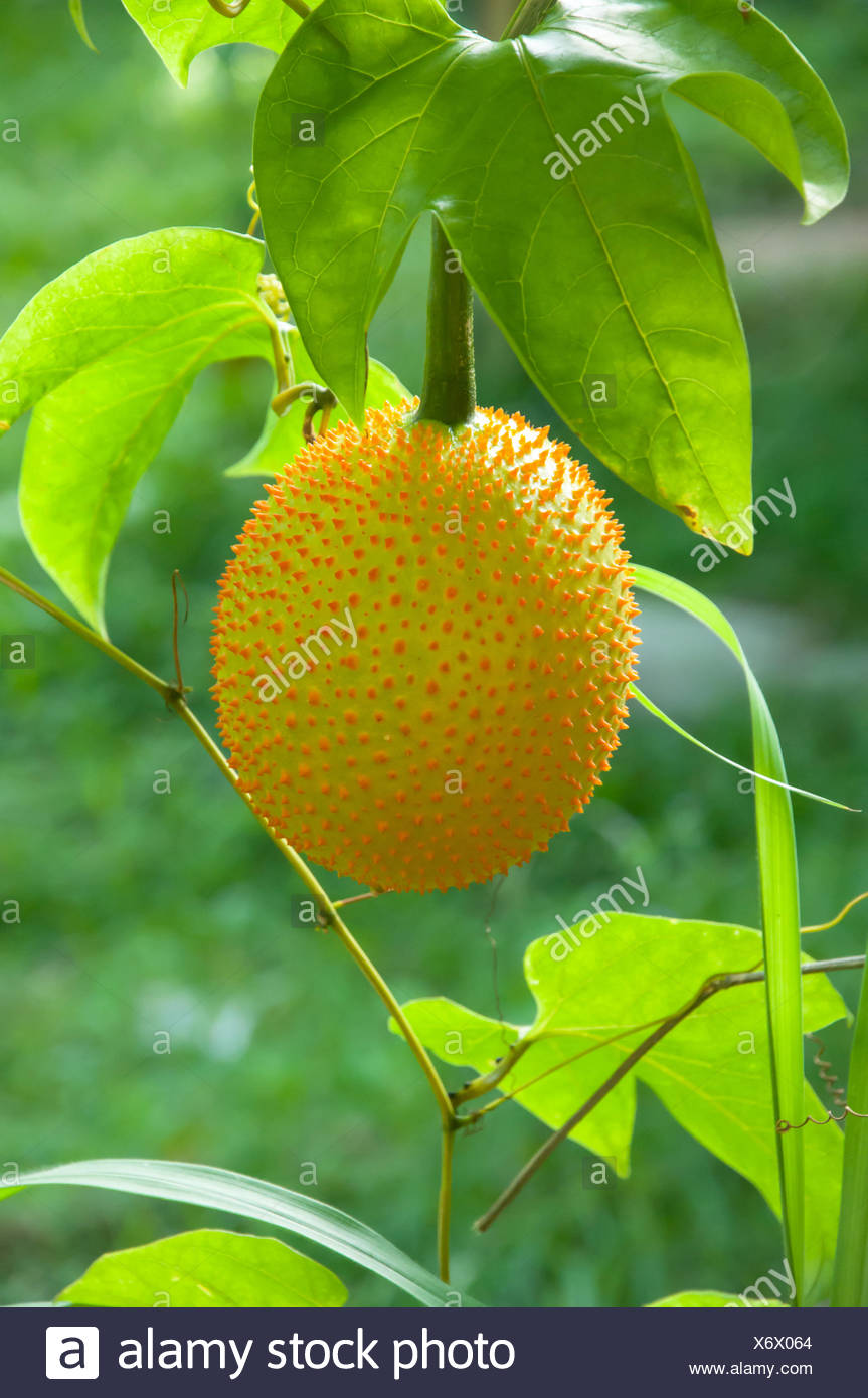 Gac Fruit As As Baby Jackfruit Spiny Bitter Gourd Sweet Gourd Or Cochinchin Gourd It Has