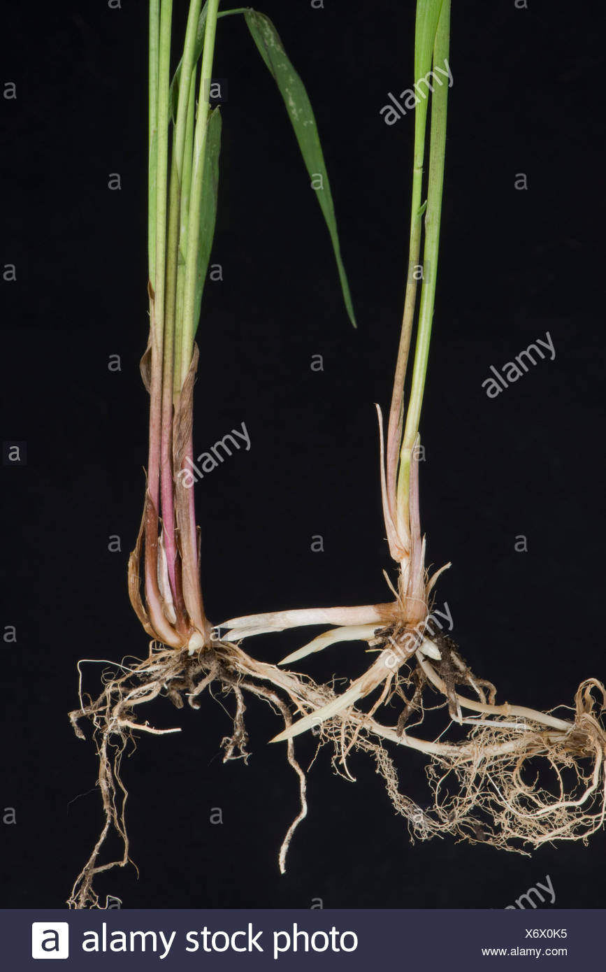 Common Couch Grass Stock Photos & Common Couch Grass Stock Images Alamy