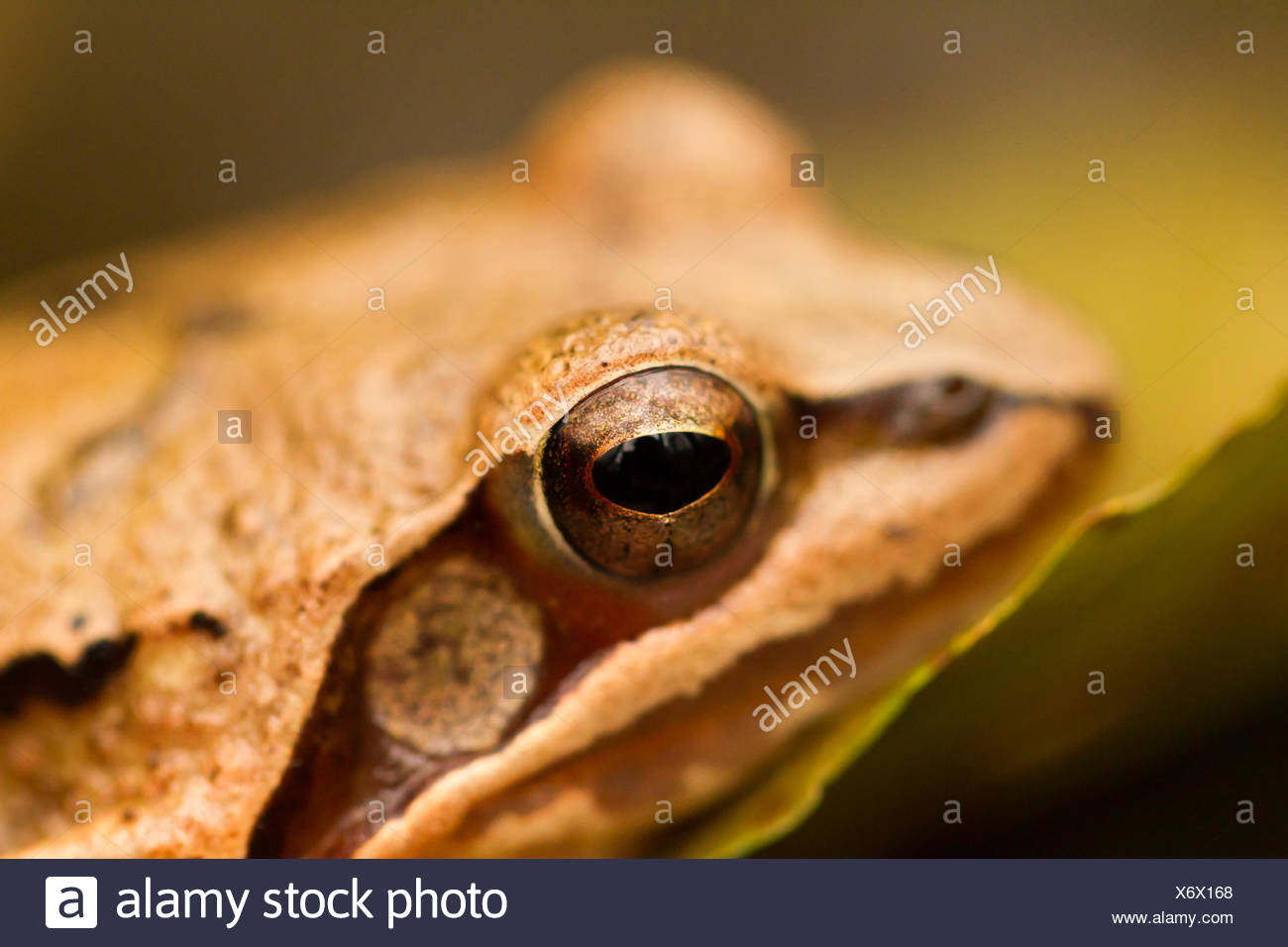 Close Up From A Yellow Frog S Eye Stock Photo 279625536 Alamy