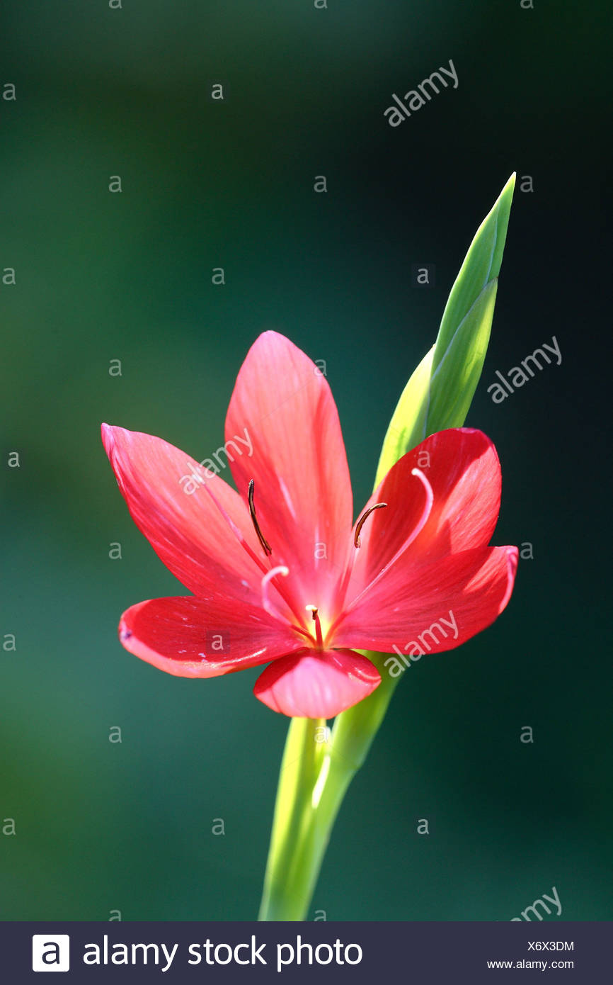 Download Split Slate Pencils Schizostylis Coccinea Bloom Close Up Is In Store Flower Flowers Bloom Petals Botany Detail Flora Cooked Stock Photo Alamy