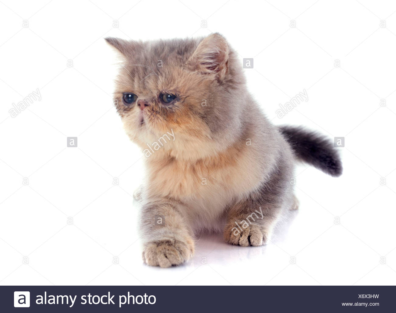 Kitten Exotic Shorthair Cat In Front Of White Background Stock
