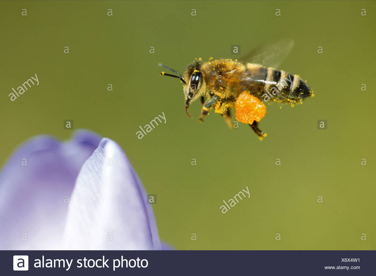 Baskets Of Pollen High Resolution Stock Photography and Images Alamy