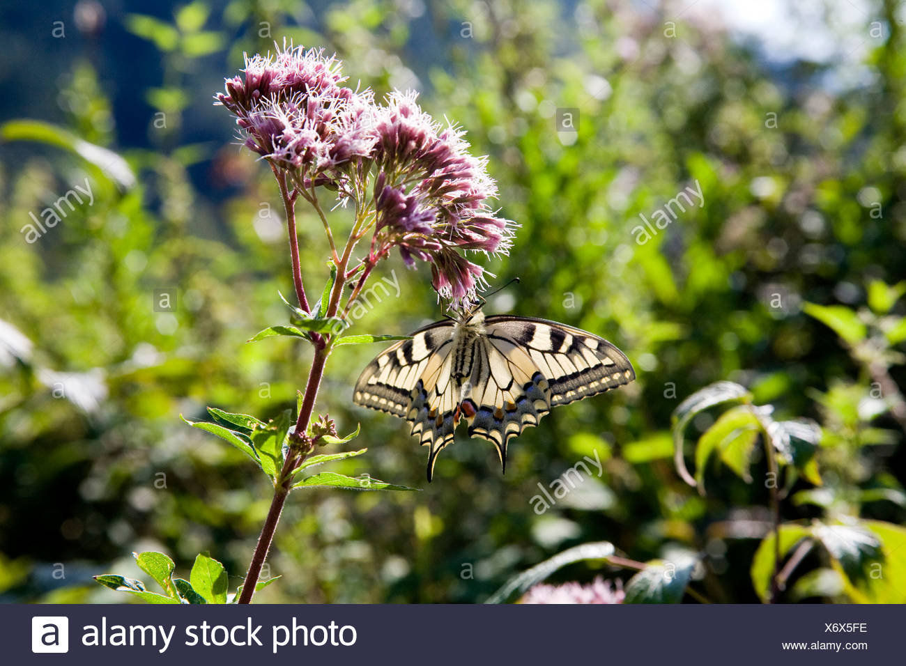 swallowtail (Papilio machaon), sucking nectar at swallowtail, Eupatorium cannabinum, Germany Stock Photo
