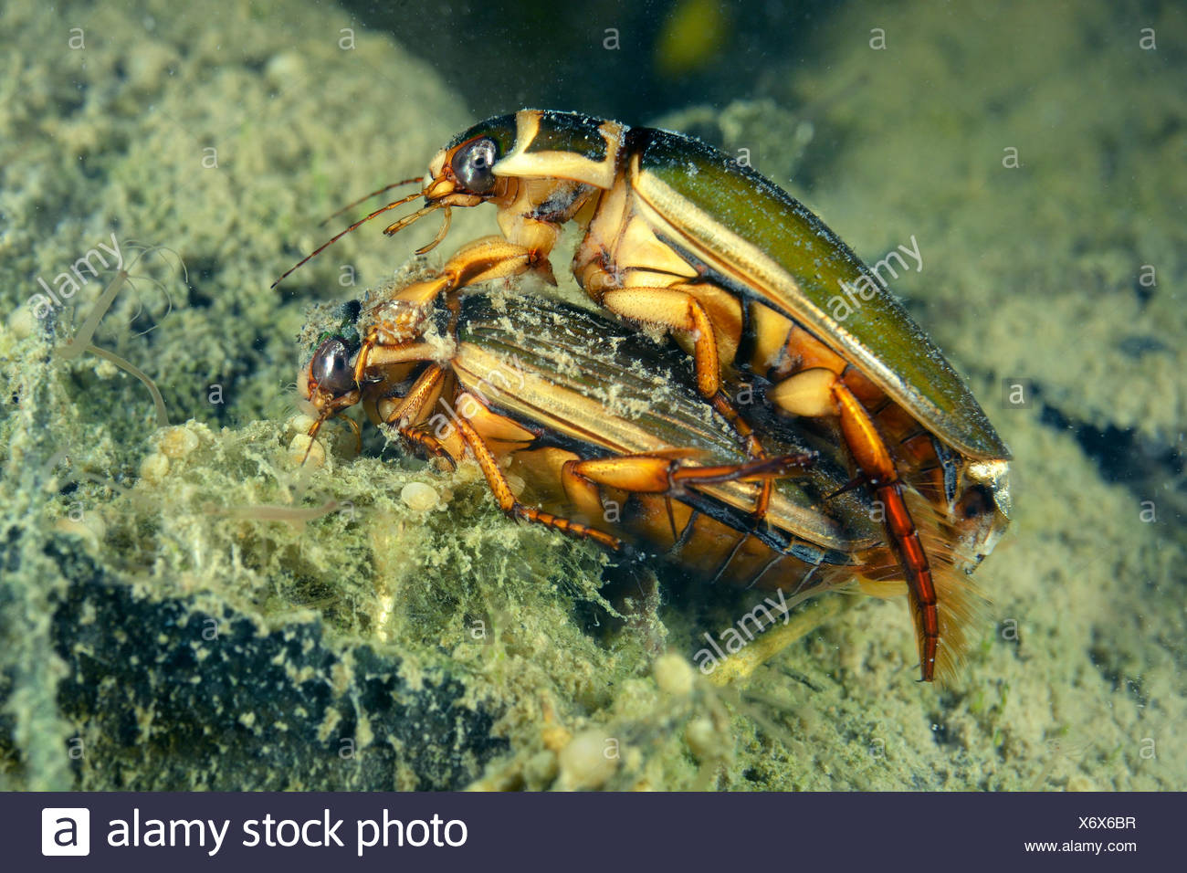 Page 3 Diving Beetle High Resolution Stock Photography and Images Alamy