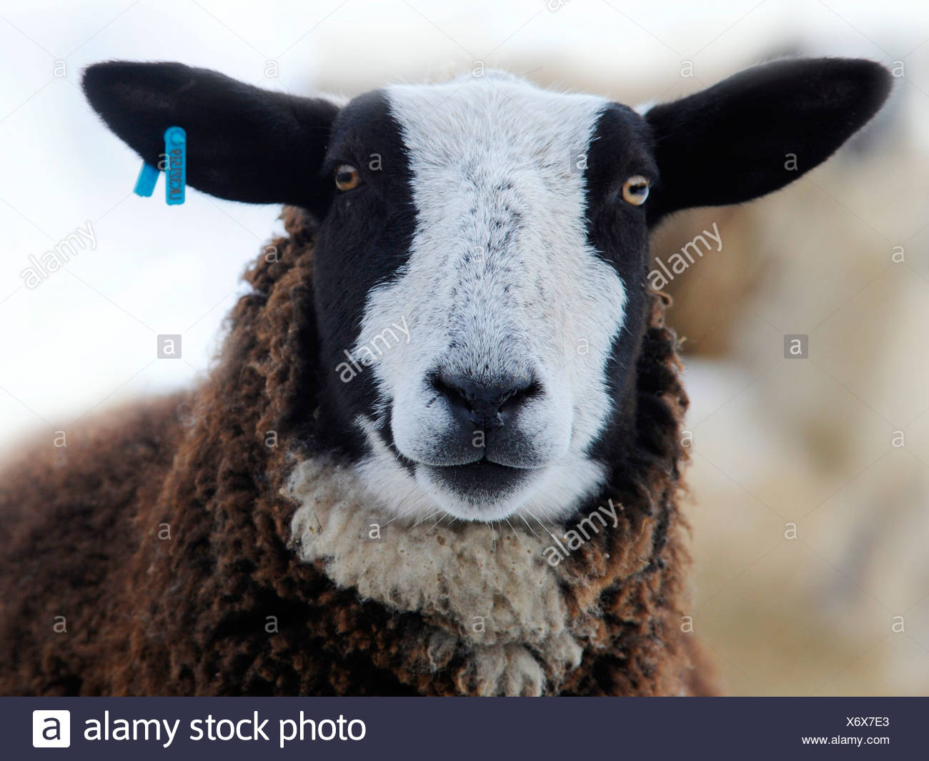 Black And White Sheep High Resolution Stock Photography and Images Alamy