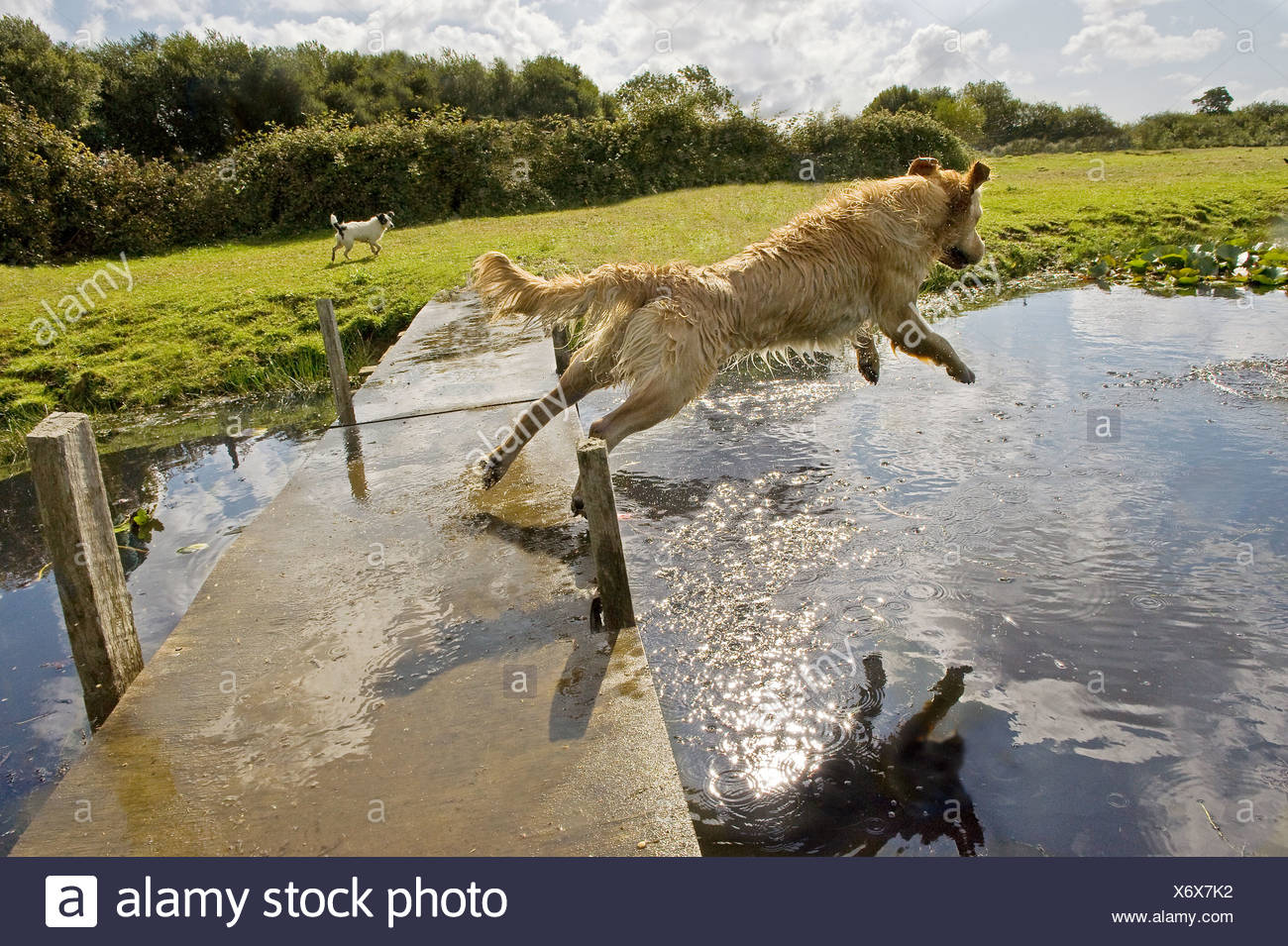 Dog Jumping Into Water High Resolution Stock Photography and Images Alamy