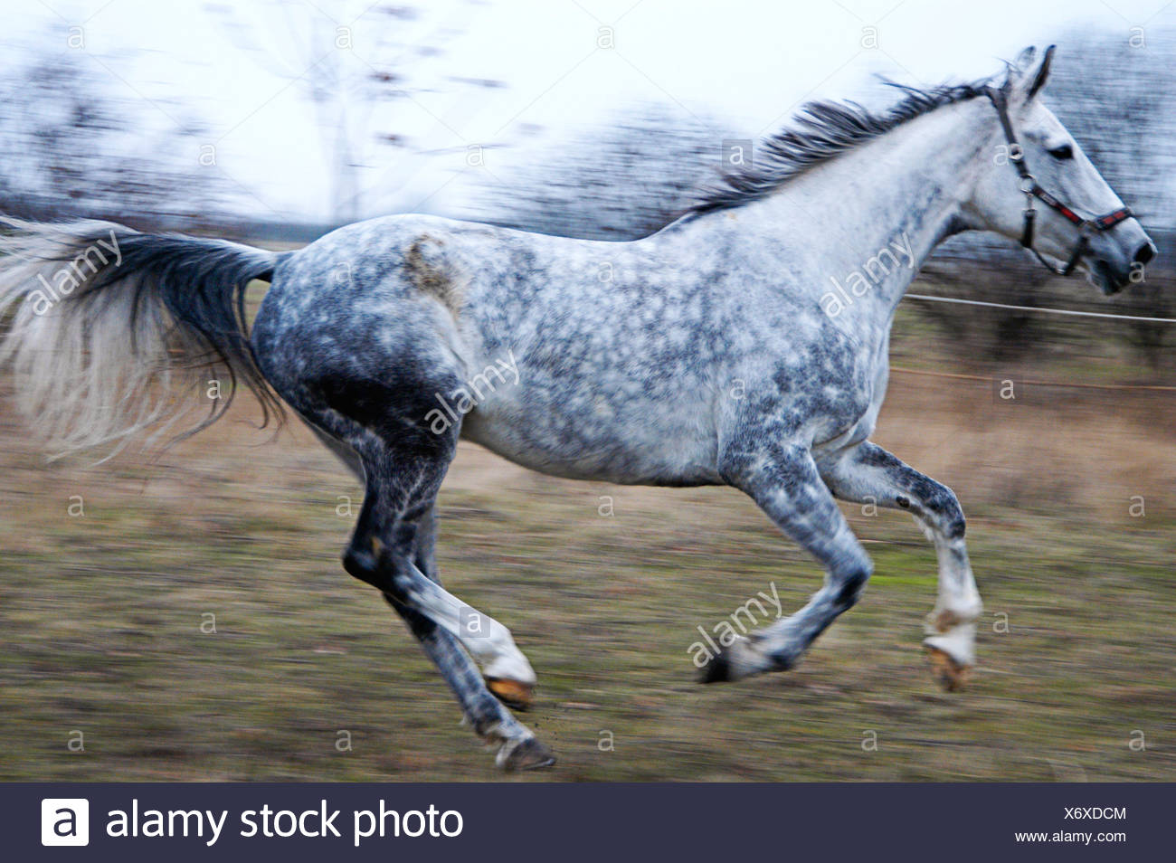 A Running Horse Equi Stock Photo Alamy