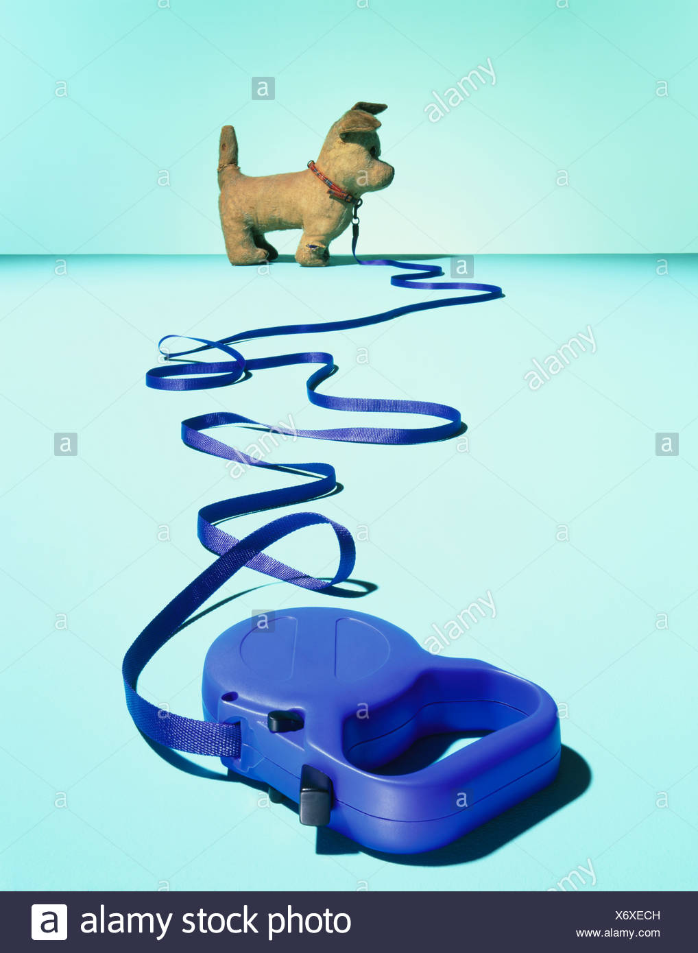 puppy on a lead toy