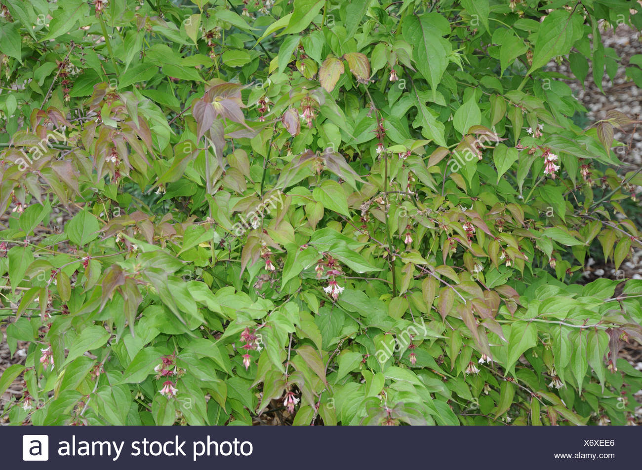 Future Plants By Randy Stewart Pheasant Berry