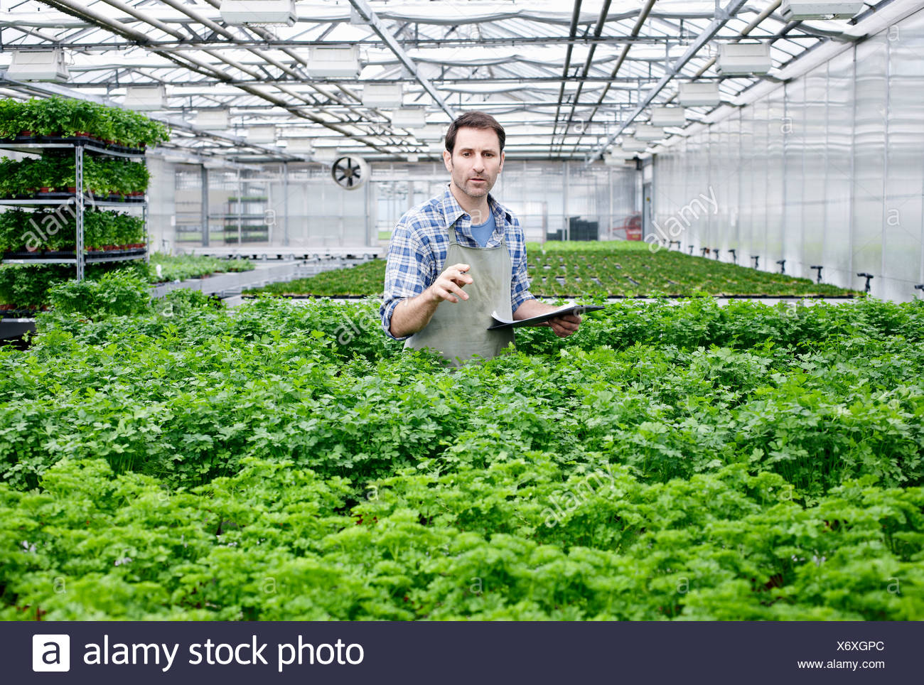 Germany, Bavaria, Munich, Mature man in greenhouse between parlsey plants with clip board Germany, Bavaria, Munich, Mature man in greenhouse between parlsey ...