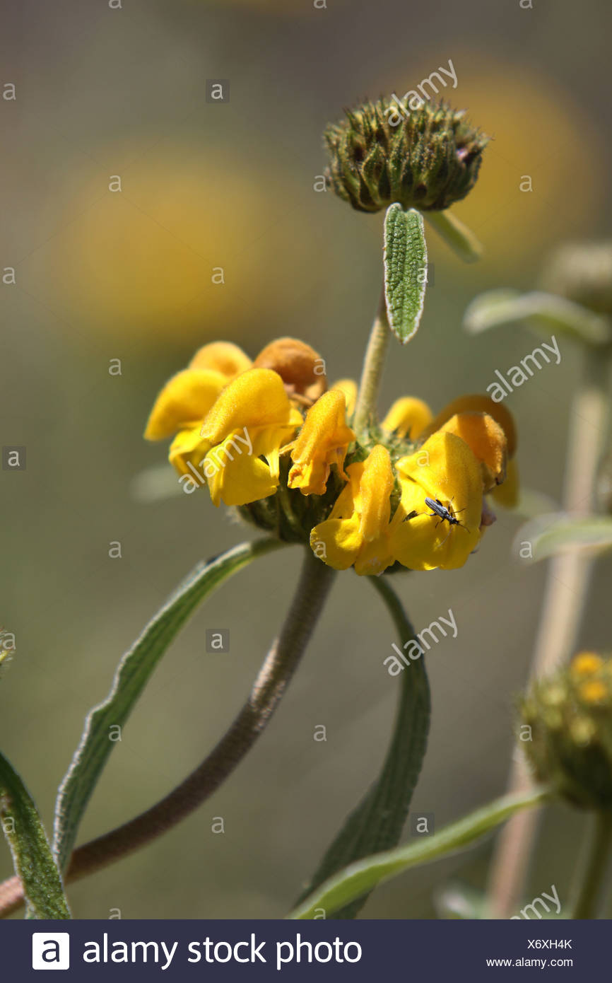 evergreen shrub Stock Photo