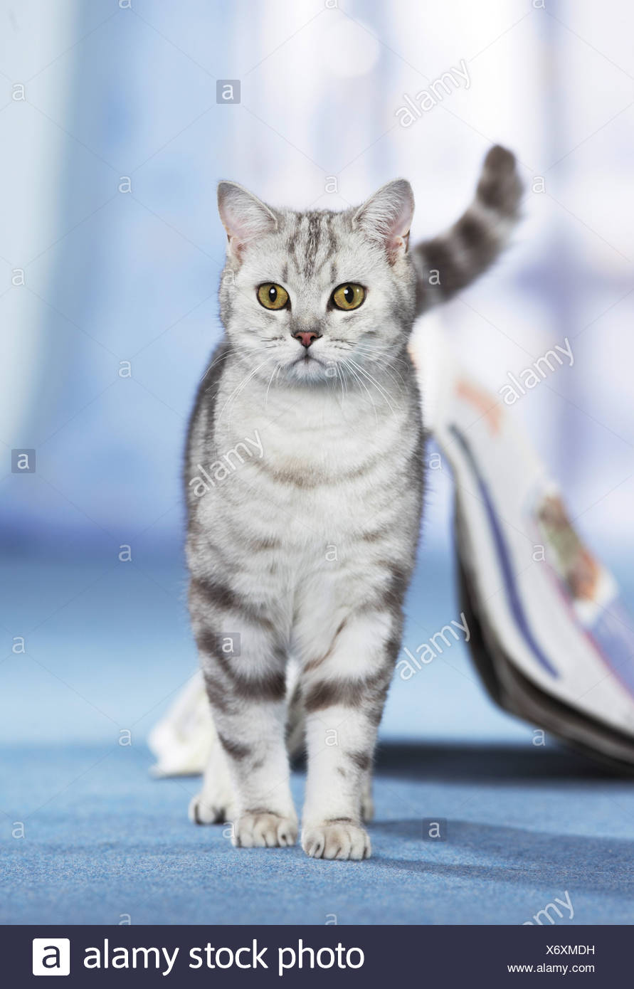 British Shorthair Adult Tabby Cat Standing On A Carpet Stock
