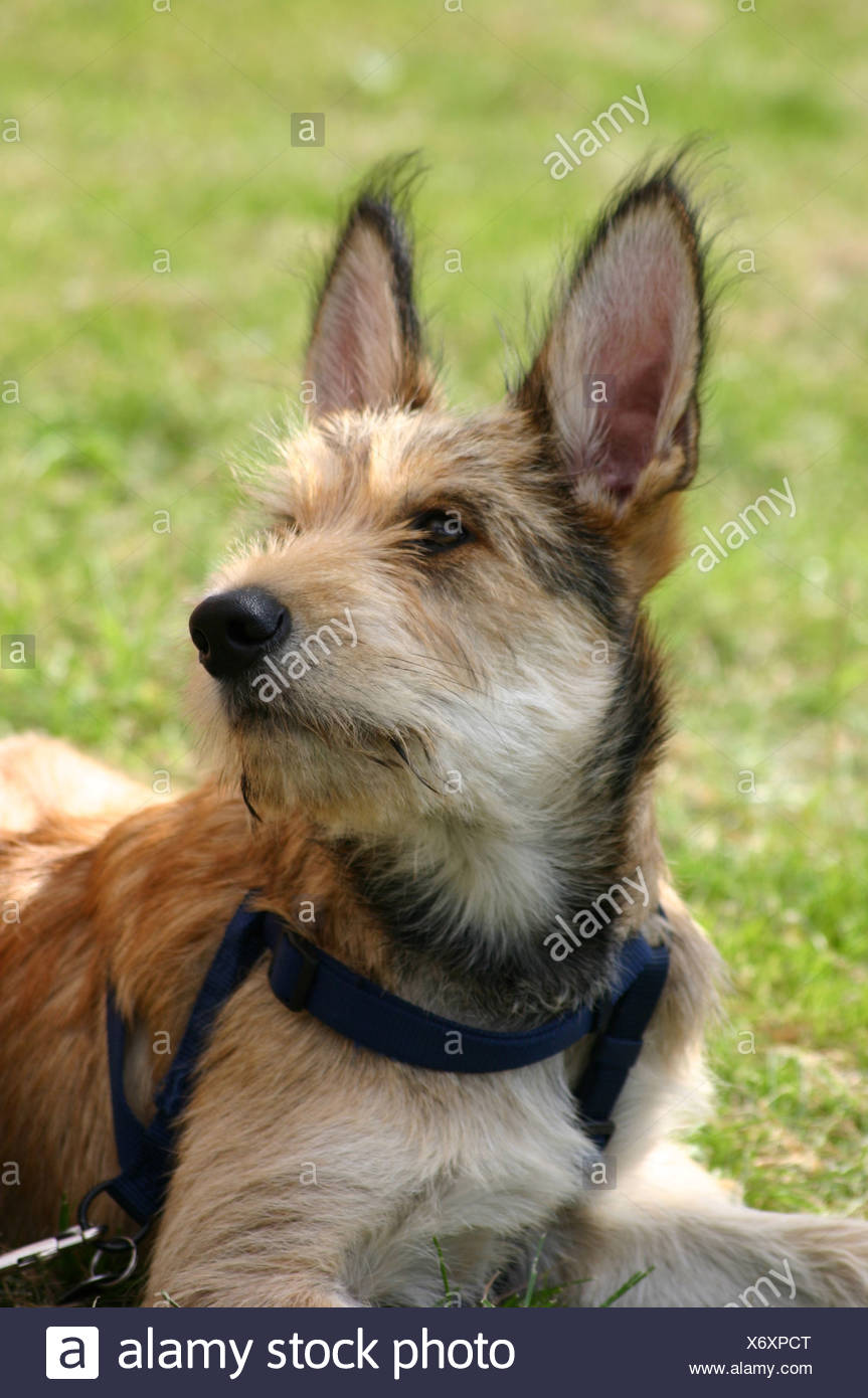 Picards Stock Photos Picards Stock Images Page 2 Alamy