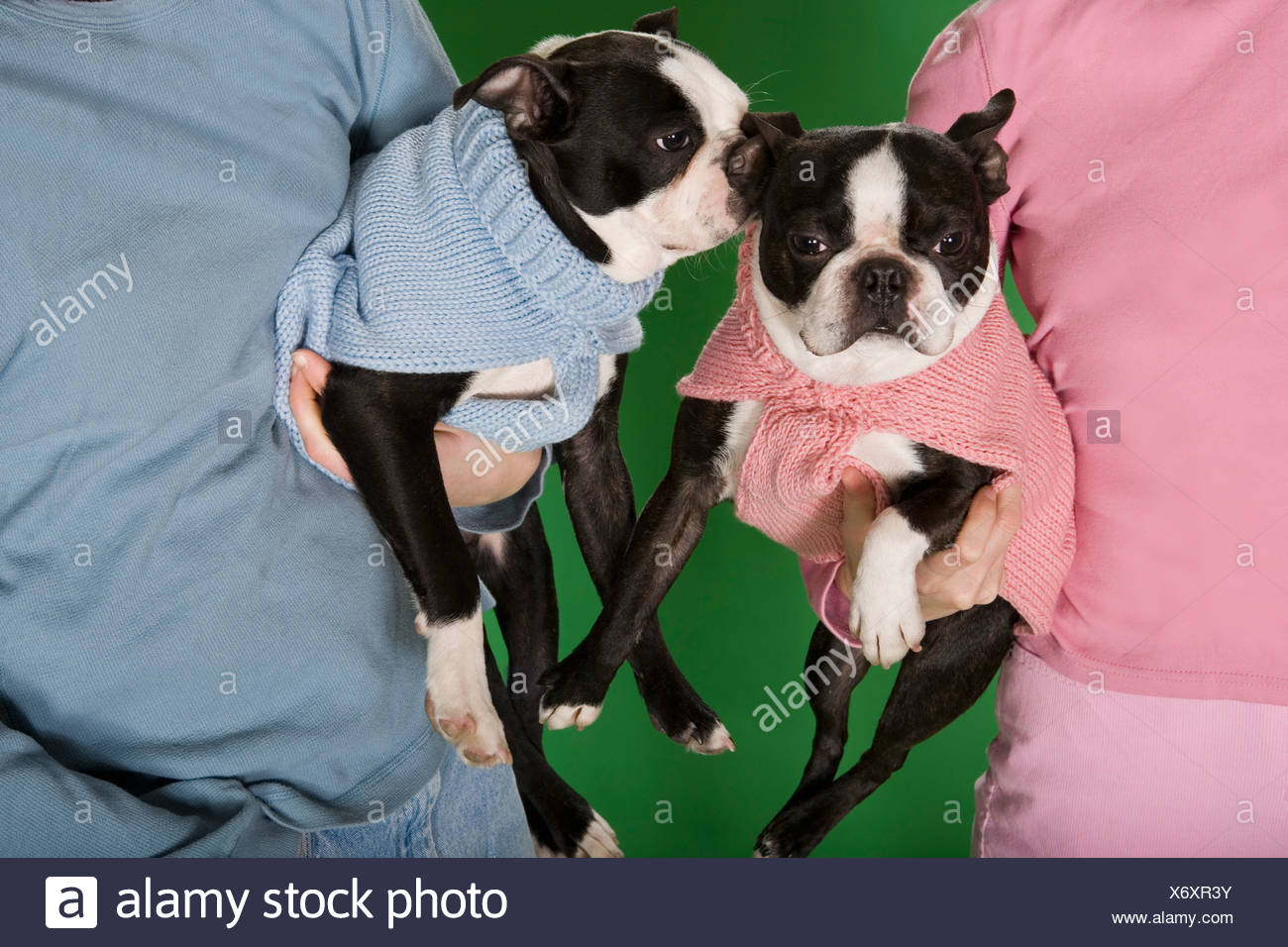 two dogs in sweaters