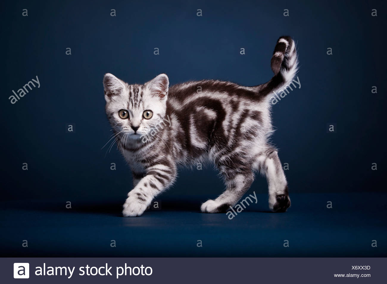 British Shorthair Cat Kitten Black Silver Tabby 3 Months Stock