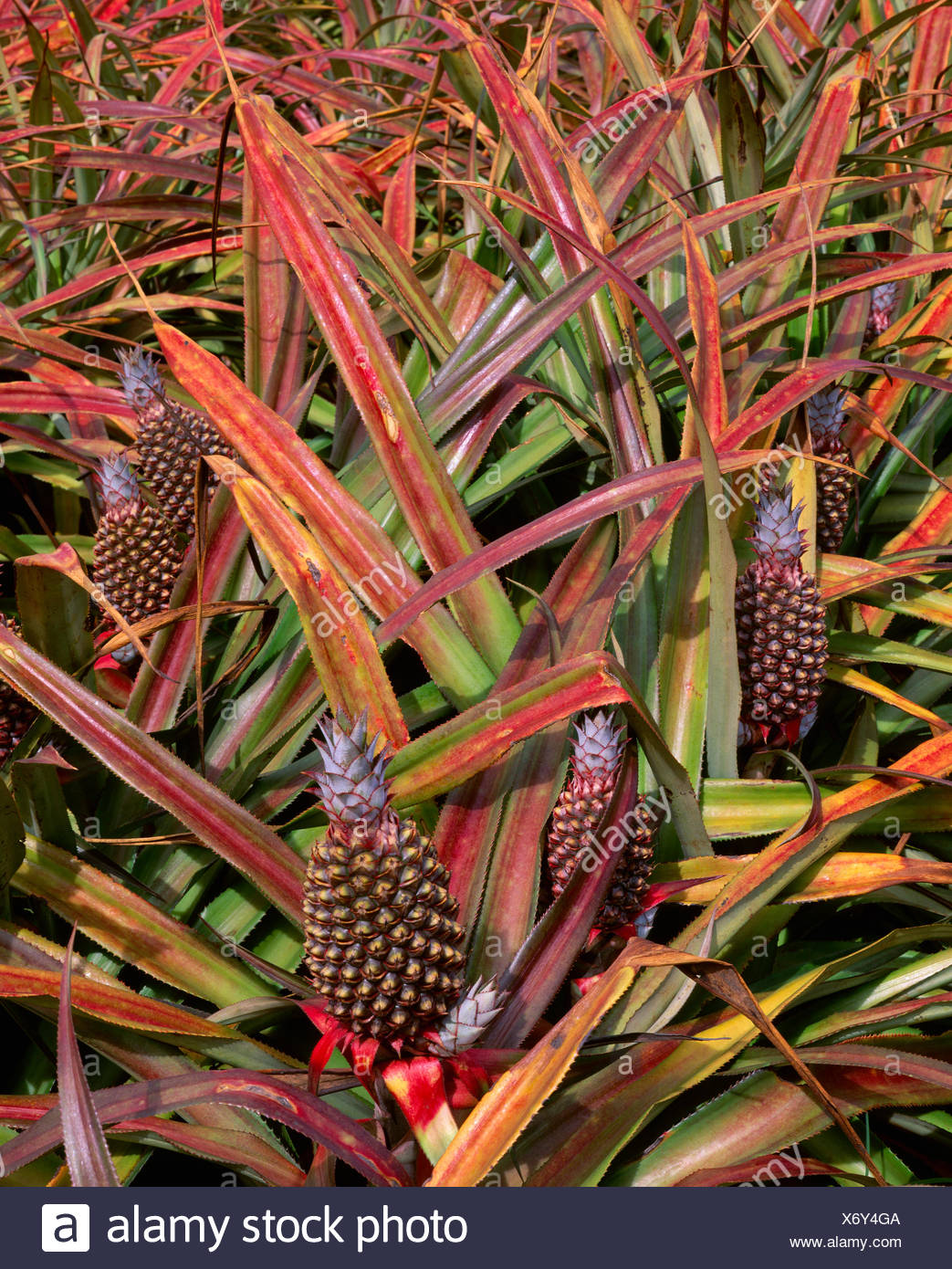 Pineapple Fields Oahu Hawaii High Resolution Stock Photography and Images Alamy